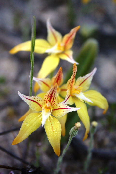 Wongan Hills Wildflowers - Accommodation Asia 2