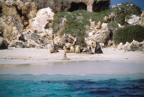 Australian Sea Lions - Accommodation Asia 0