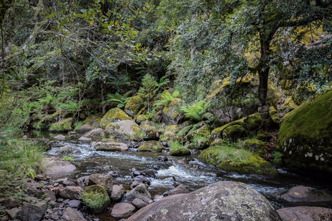 Barrington Tops State Forest - Accommodation Guide 1