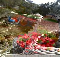Blue Hills Berries and Cherries - Accommodation Guide