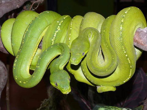 Canberra Reptile Zoo - Accommodation Asia 1