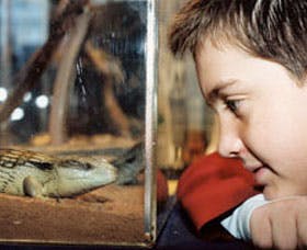 Canberra Reptile Zoo - Accommodation Asia 2