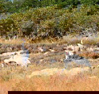 Cape Keraudren Nature Reserve - Accommodation Asia