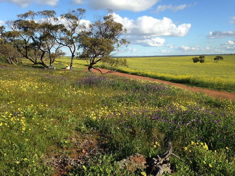 Coorow Wildflower Drive - Accommodation Guide 0