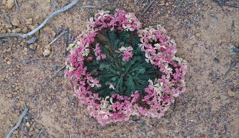 Coorow Wildflower Drive - Accommodation Guide 1