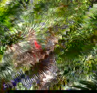 Depot Beach Rainforest Walk - Accommodation Asia