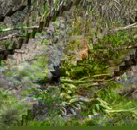 Hopetoun Falls Walking Track - Accommodation Asia