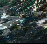 Howard Springs Nature Park - Accommodation Guide