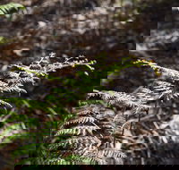 Langwarrin Flora and Fauna Reserve Walking Trails - Accommodation Guide