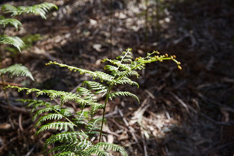 Langwarrin Flora And Fauna Reserve Walking Trails - Accommodation China 0