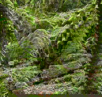 Lyrebird Walking Track - Accommodation Asia