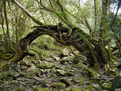Mitchell River Walking Track - Accommodation Guide 0