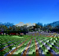 Palmview - Accommodation China