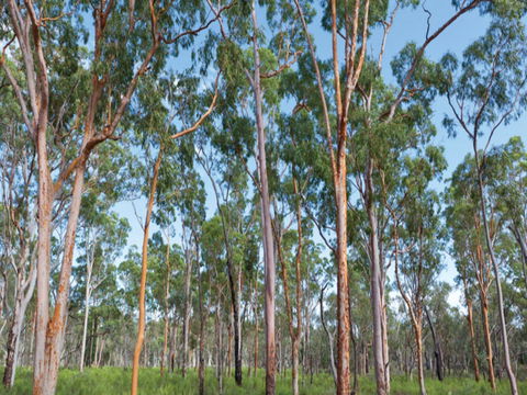Pilliga Forest - Accommodation China 1