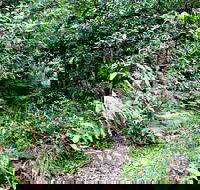 Seaforth Oval to Natural Bridge Track