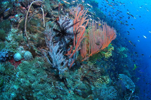 SS Yongala Dive Site - Accommodation Asia 1