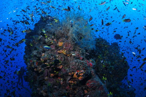 SS Yongala Dive Site - Accommodation Asia 2
