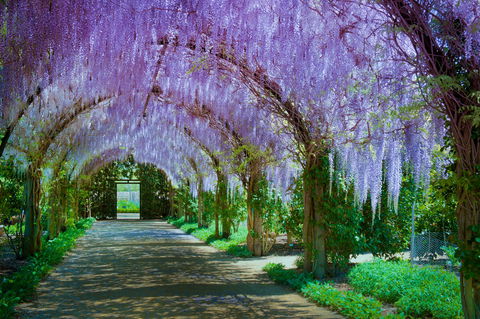 Alowyn Gardens And Nursery - Accommodation Asia 0