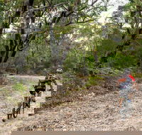 Cawleys Road trail - Accommodation Asia