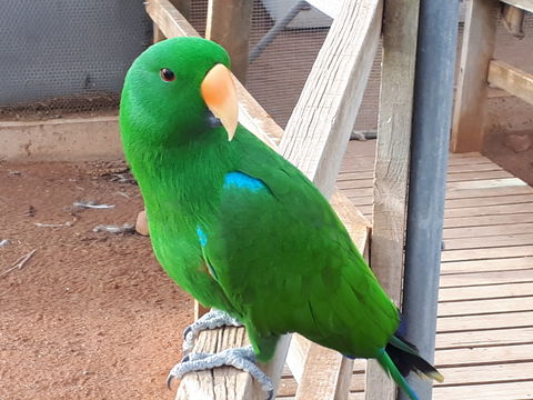 Eyre Reptile & Wildlife Park - Accommodation Guide 0