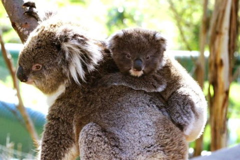 Koala Conservation Reserve - Accommodation Guide 0