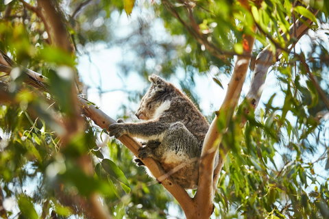 Koala Conservation Reserve - Accommodation Guide 1