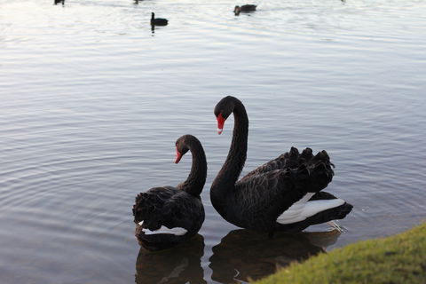 Lake Weeroona - Accommodation Guide 1