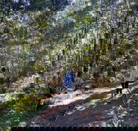 Lyrebird Circuit Walk - Accommodation Guide