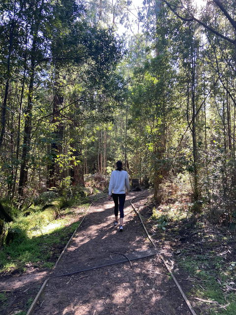 Lyrebird Circuit Walk - Accommodation Asia 0