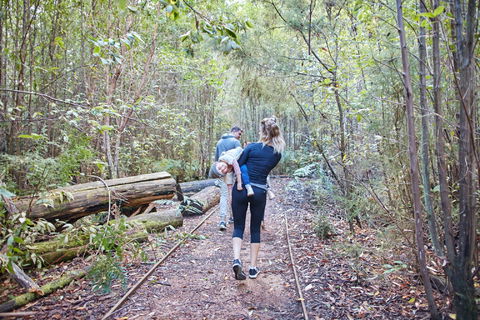 Lyrebird Circuit Walk - Accommodation Asia 1