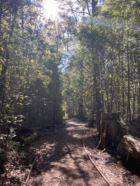 Lyrebird Circuit Walk - Accommodation Asia 2