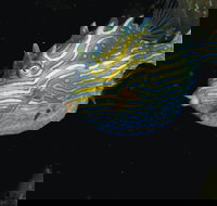 Mushroom Reef Marine Sanctuary - Accommodation China