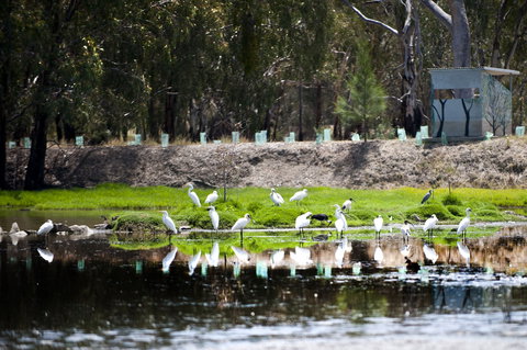 Narrandera Wetlands - Accommodation Asia 1