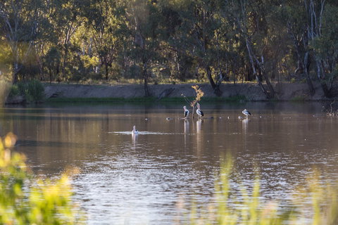 Narrandera Wetlands - Accommodation Asia 2