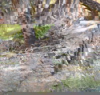 Nyah Vinifera Park - Accommodation Asia