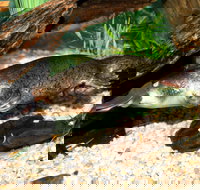 Platypus House - Accommodation Asia