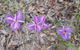 Samford Conservation Park And Bunyaville Conservation Park - thumb 1