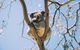 Samford Conservation Park And Bunyaville Conservation Park - thumb 2