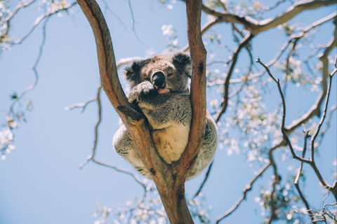 Samford Conservation Park And Bunyaville Conservation Park - Accommodation Asia 2