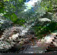 Wirrawilla Rainforest Walk - Accommodation Asia