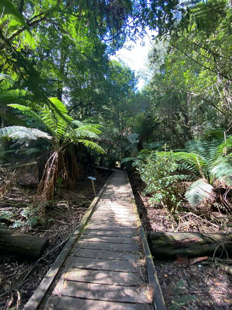 Wirrawilla Rainforest Walk - Accommodation Asia 0