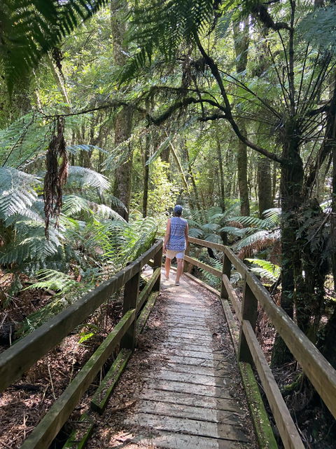 Wirrawilla Rainforest Walk - Accommodation Asia 2
