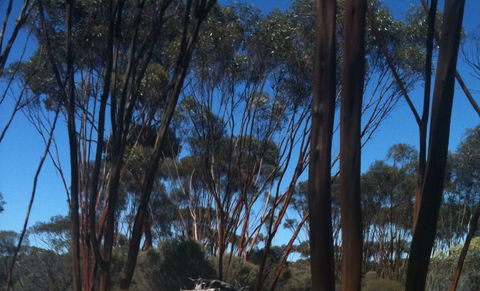 Boorabbin National Park - Accommodation Guide 0