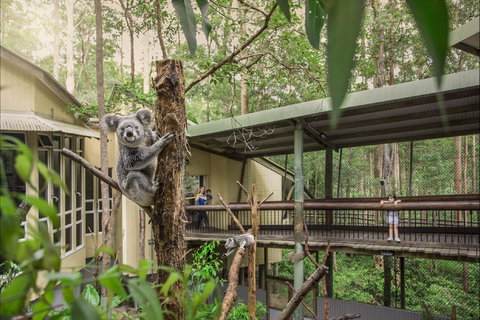 Daisy Hill Koala Centre - Accommodation Asia 0