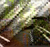 Dorrigo National Park - Accommodation China