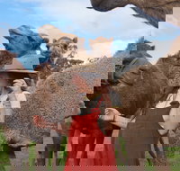 DromeDairy Body and Skin