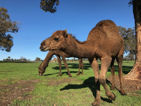 DromeDairy Body And Skin - Accommodation Asia 2