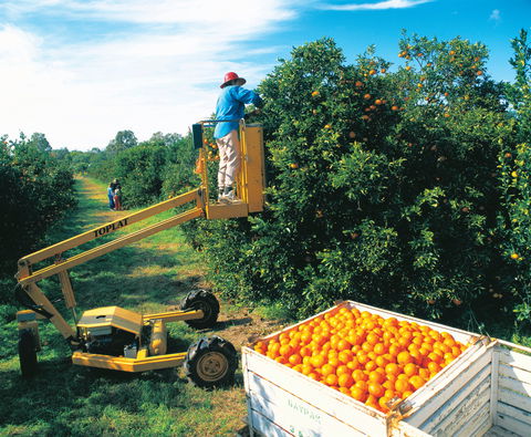 Gayndah's Big Orange - Accommodation China 0