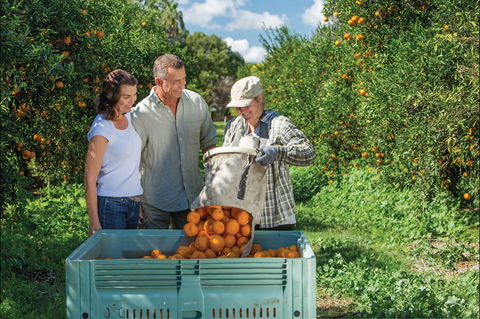 Gayndah's Big Orange - Accommodation China 1