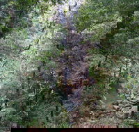 Kondalilla Falls Circuit Kondalilla National Park - Accommodation Asia